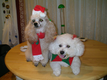 SANYO DIGITAL CAMERA